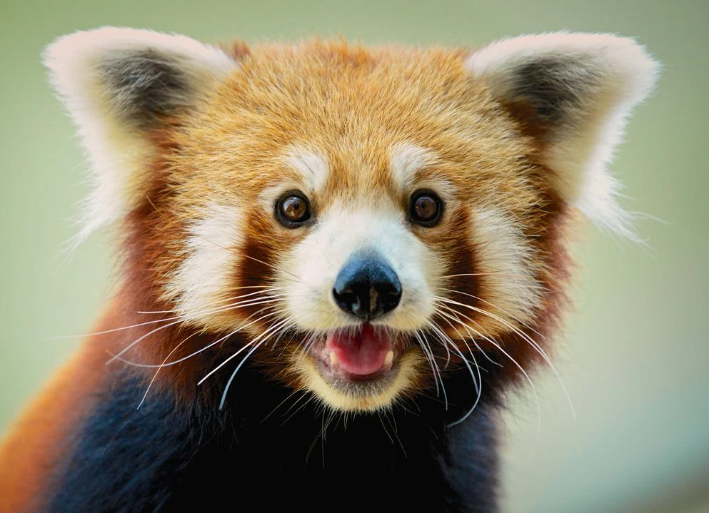 cute red panda risk management